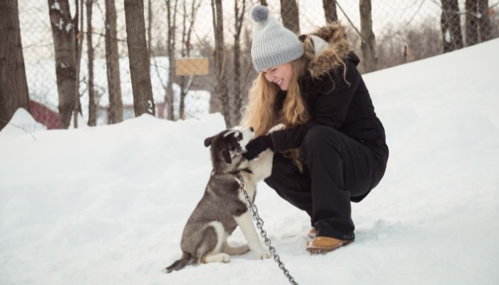 Adopter un chiot Husky ?
